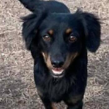 Waffle -  Dachshund Dog for Adoption in Calverton, New York - Waffle | PetCurious