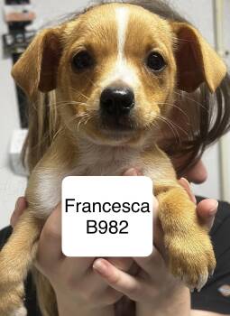 Shih Tzu and Terrier Dogs Available for Adoption in Morganton, North Carolina - Francesca | PetCurious