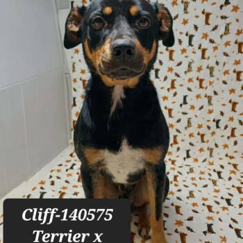 Terrier Dogs Available for Adoption in New Tazewell, Tennessee - Cliff | PetCurious
