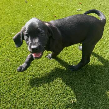 Poodle and Golden Retriever Dogs Available for Adoption in Loxahatchee Groves, Florida - Jack 9591 | PetCurious
