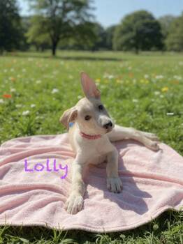 Labrador Retriever and Husky Dogs Available for Adoption in Hatfield, Pennsylvania - Lolly | PetCurious