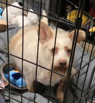 Mixed Breed Dogs Available for Adoption - Piper Lou | PetCurious