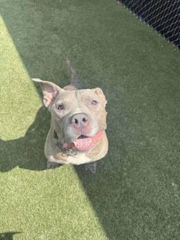 Smokey -  Mixed Breed Dog for Adoption in Lafayette, Indiana - Smokey | PetCurious