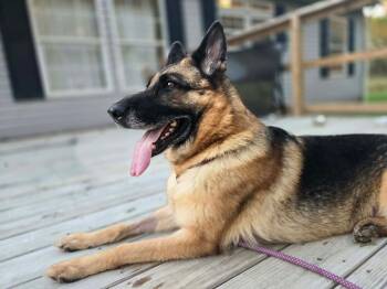 Kaluha (CAT FRIENDLY) -  German Shepherd Dog Dog for Adoption in Greeneville, Tennessee - Kaluha (CAT FRIENDLY) | PetCurious