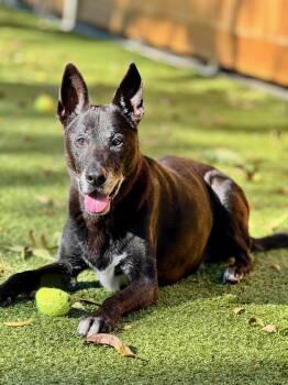 Shepherd and Mixed Breed Dogs Available for Adoption - Cyrus | PetCurious