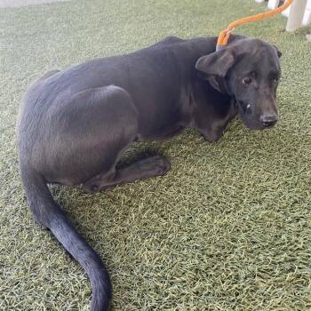 A614855 -  Labrador Retriever Dog for Adoption in Modesto, California - A614855 | PetCurious