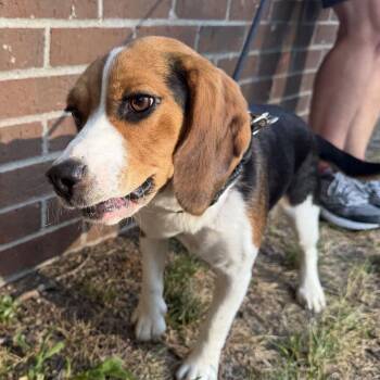 Cupcake -  Beagle Dog for Adoption in Grand Rapids, Michigan - Cupcake | PetCurious