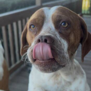 Mixed Breed Dogs Available for Adoption - Elle | PetCurious