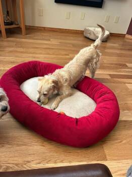 Terrier Dogs Available for Adoption in Parker, Colorado - Dawn | PetCurious