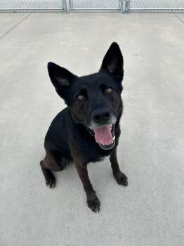 German Shepherd Dog Dogs Available for Adoption in Johnson City, Tennessee - Hades | PetCurious