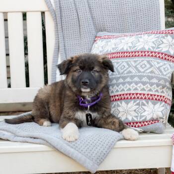 Rescue Norwegian Elkhound Dogs for Adoption in Fairfax, Virginia - Jingle | PetCurious