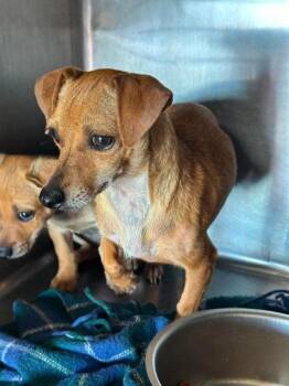 Kielbasa -  Chihuahua and Mixed Breed Dog for Adoption in Morton Grove, Illinois - Kielbasa | PetCurious