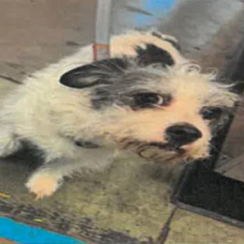 Border Terrier Dogs Available for Adoption in Los Angeles, California - Paloma A2270593 | PetCurious