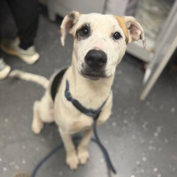 Dot -  Mixed Breed Dog for Adoption in Columbiana, Alabama - Dot | PetCurious