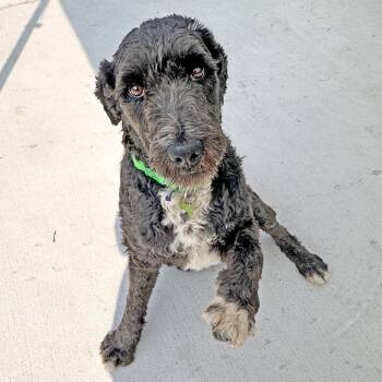 Dusty -  Mixed Breed Dog for Adoption in Hailey, Idaho - Dusty | PetCurious