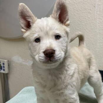 Mixed Breed and Chow Chow Dogs Available for Adoption - Navel | PetCurious