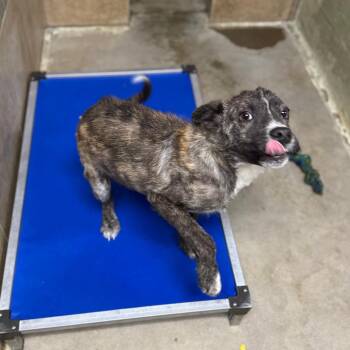 Mixed Breed Dogs Available for Adoption - DannyLion | PetCurious