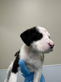 American Staffordshire Terrier Dogs Available for Adoption - CRICKET | PetCurious