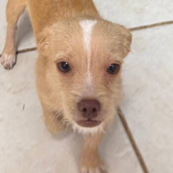 Daisy -  Terrier and Chihuahua Dog for Adoption in Helena, Alabama - Daisy | PetCurious