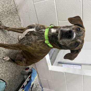 Rajah -  Whippet and Mixed Breed Dog for Adoption in Oconto, Wisconsin - Rajah | PetCurious