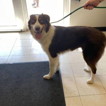 Baby -  Mixed Breed Dog for Adoption in Davenport, Iowa - Baby | PetCurious