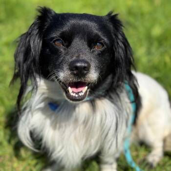 Budgie -  Chihuahua Dog for Adoption in Goleta, California - Budgie | PetCurious