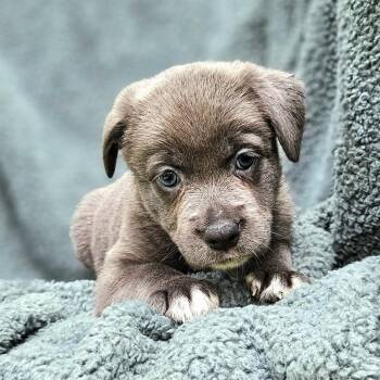 Selena Pup Claire Bleu -  Mixed Breed Dog for Adoption in Fairfax Station, Virginia - Selena Pup Claire Bleu | PetCurious
