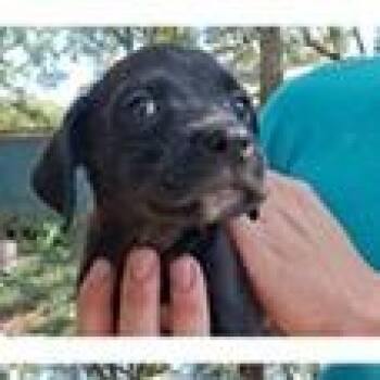 Gilberta Greenwood -  Labrador Retriever and Mixed Breed Dog for Adoption in Tampa, Florida - Gilberta Greenwood | PetCurious