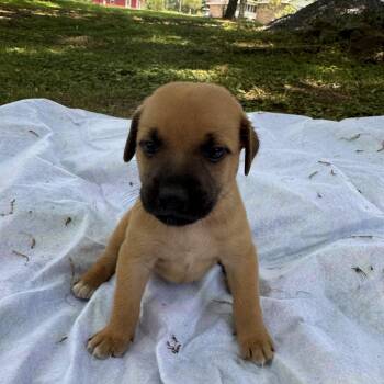 Sue -  Chiweenie Dog for Adoption - Sue | PetCurious