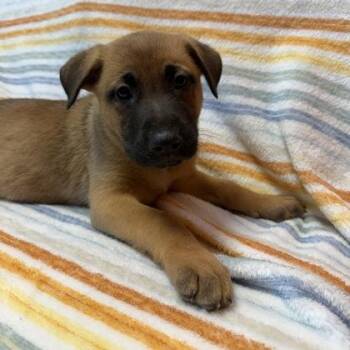 Prince Charming -  Mixed Breed Dog for Adoption in Janesville, Wisconsin - Prince Charming | PetCurious