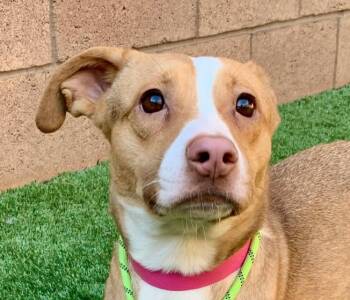 Help I am out of time - I am a shy, smaller girl Cheri A549626 -  Labrador Retriever and Whippet Dog for Adoption in San Marcos, California - Help I Am Out Of Time - I Am A Shy, Smaller Girl Cheri A549626 | PetCurious