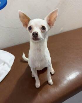 Spot -  Chihuahua Dog for Adoption in Las Vegas, Nevada - Spot | PetCurious