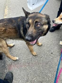 German Shepherd Dog Dogs Available for Adoption - SPRITE | PetCurious