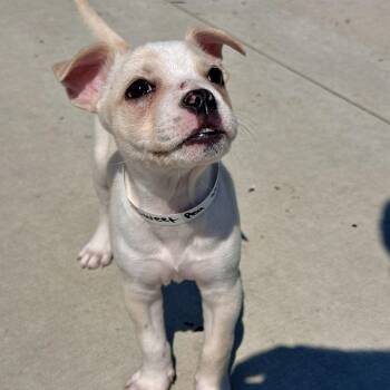 Sweet Pea -  Pit Bull Terrier Dog for Adoption in Matteson, Illinois - Sweet Pea | PetCurious