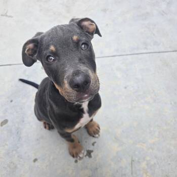 Pit Bull Terrier Dogs Available for Adoption in Wichita, Kansas - Rolo | PetCurious