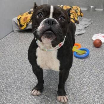 Henrietta -  Terrier and Mixed Breed Dog for Adoption in Voorhees Township, New Jersey - Henrietta | PetCurious