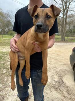 Rescue Terrier Dogs for Adoption in Troy, Alabama - Little Bit | PetCurious