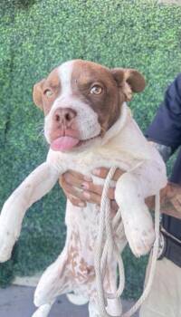 61163670 -  Pit Bull Terrier and Mixed Breed Dog for Adoption in El Paso, Texas - 61163670 | PetCurious