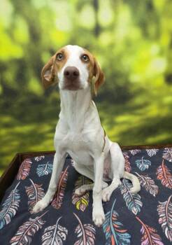 Coco -  Labrador Retriever Dog for Adoption in Little Rock, Arkansas - Coco | PetCurious
