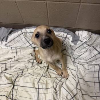 Heidi -  Shepherd and Mixed Breed Dog for Adoption in Baton Rouge, Louisiana - Heidi | PetCurious
