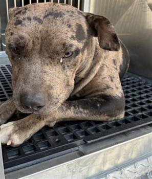 GUILE -  Mixed Breed Dog for Adoption in Dallas, Texas - GUILE | PetCurious