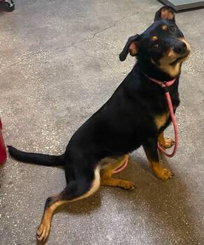 Mollie -  Mixed Breed Dog for Adoption in Ocala, Florida - Mollie | PetCurious