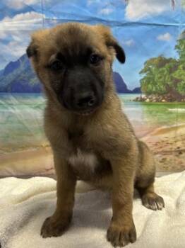 Tia -  Shepherd and Mixed Breed Dog for Adoption in San Antonio, Texas - Tia | PetCurious