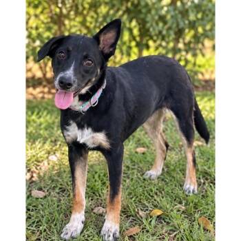 Willow -  Bernese Mountain Dog and Labrador Retriever Dog for Adoption in Boulder, Colorado - Willow | PetCurious