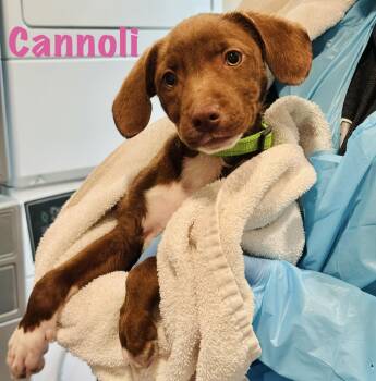Mixed Breed Dogs Available for Adoption in Rock Hill, New York - Cannoli | PetCurious