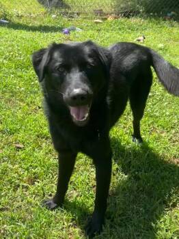 Labrador Retriever Dogs Available for Adoption in Benton, Arkansas - Cole | PetCurious