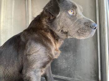 Rescue Mixed Breed Dogs for Adoption in Dallas, Texas - MADRE | PetCurious