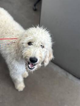 Mixed Breed Dogs Available for Adoption in Dallas, Texas - HERCULES | PetCurious