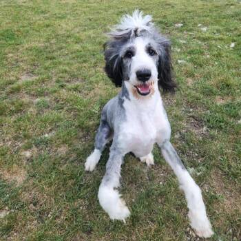 Sweetie -  Old English Sheepdog and Poodle Dog for Adoption in Fort Wayne, Indiana - Sweetie | PetCurious