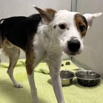 Spicket -  Terrier Dog for Adoption in Des Moines, Iowa - Spicket | PetCurious